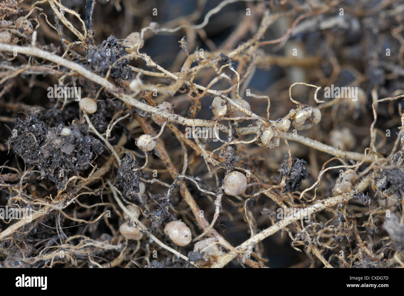 Fixation de l'azote nodules contenant des bactéries sur racine de runner bean. Banque D'Images