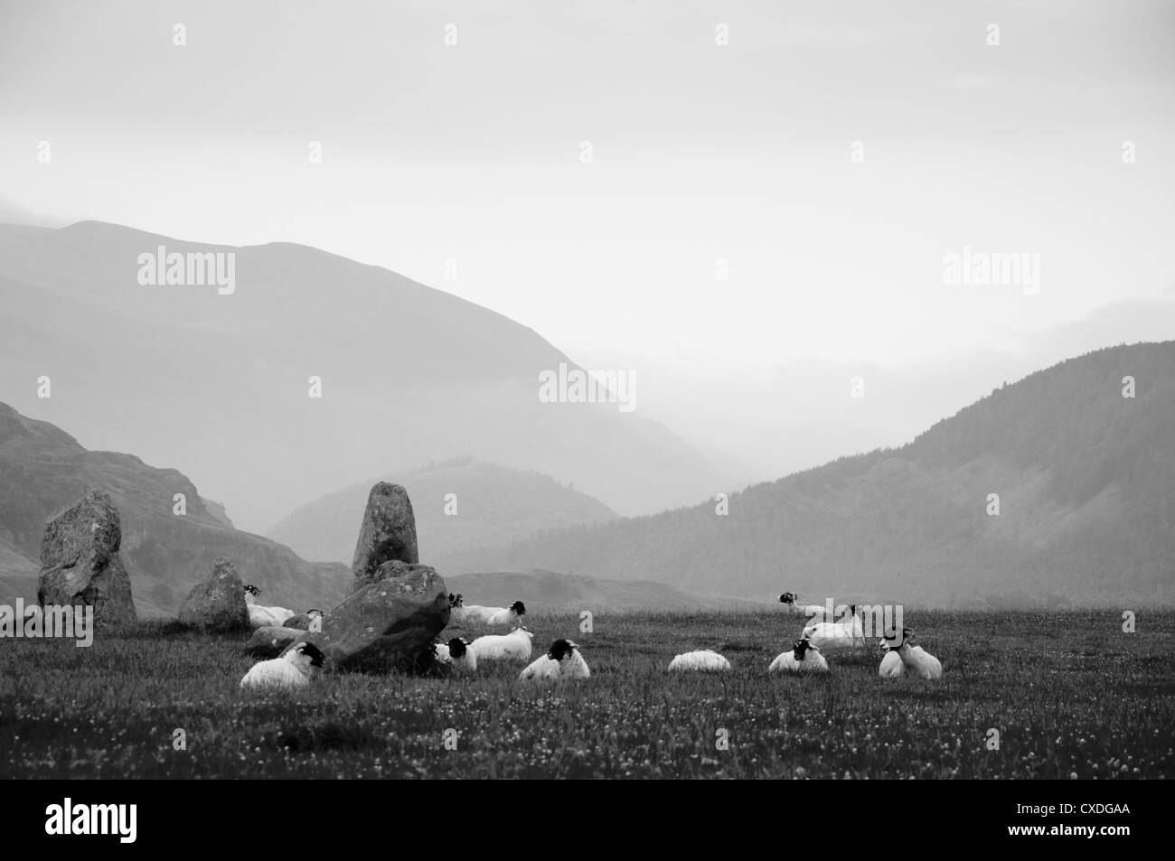 Les moutons se reposant à les menhirs de cercle de pierres de Castlerigg Banque D'Images