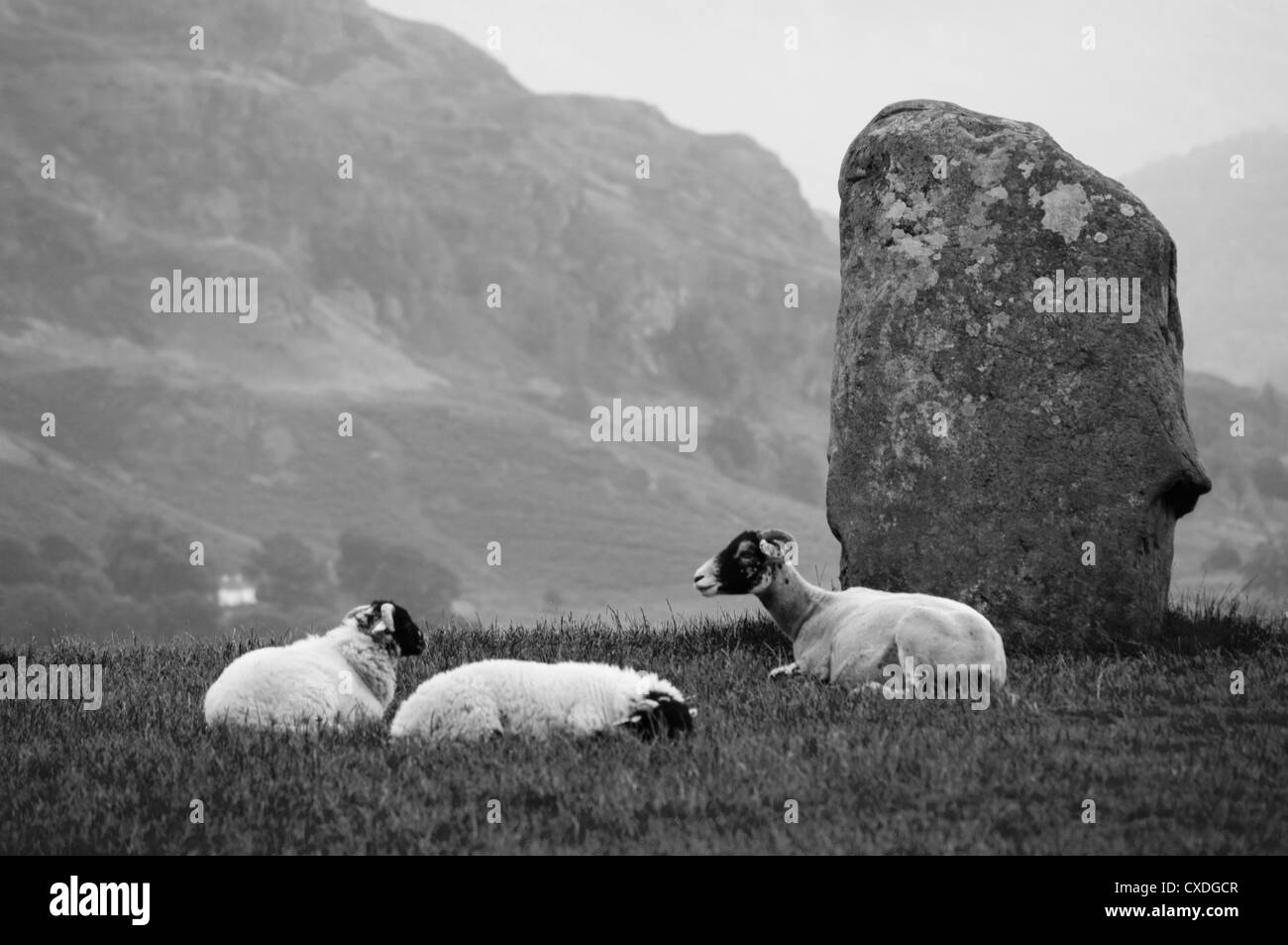 Les moutons se reposant à l'article pierre de cercle de pierres de Castlerigg Banque D'Images