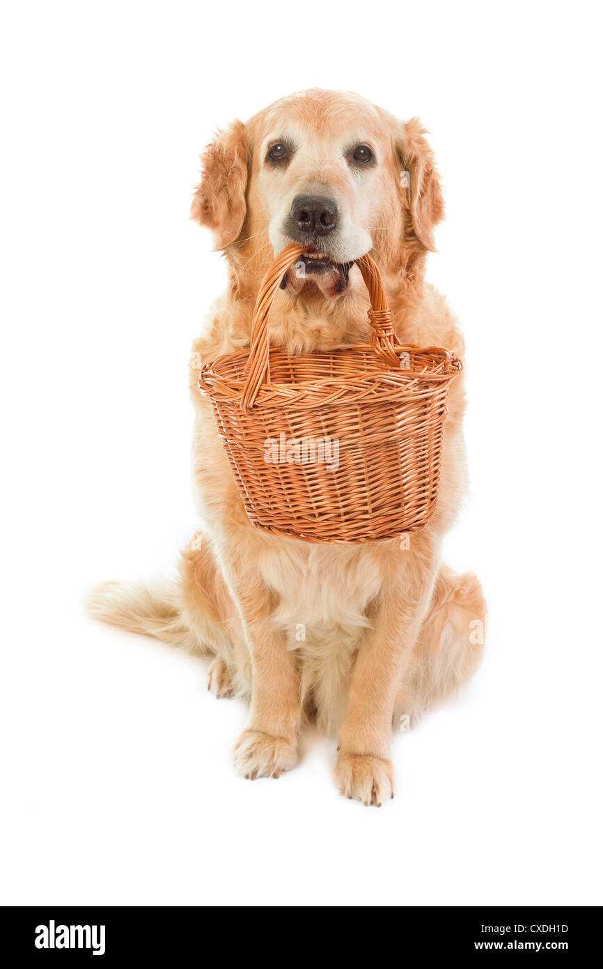 Golden Retriever, qui détient pannier en osier Banque D'Images