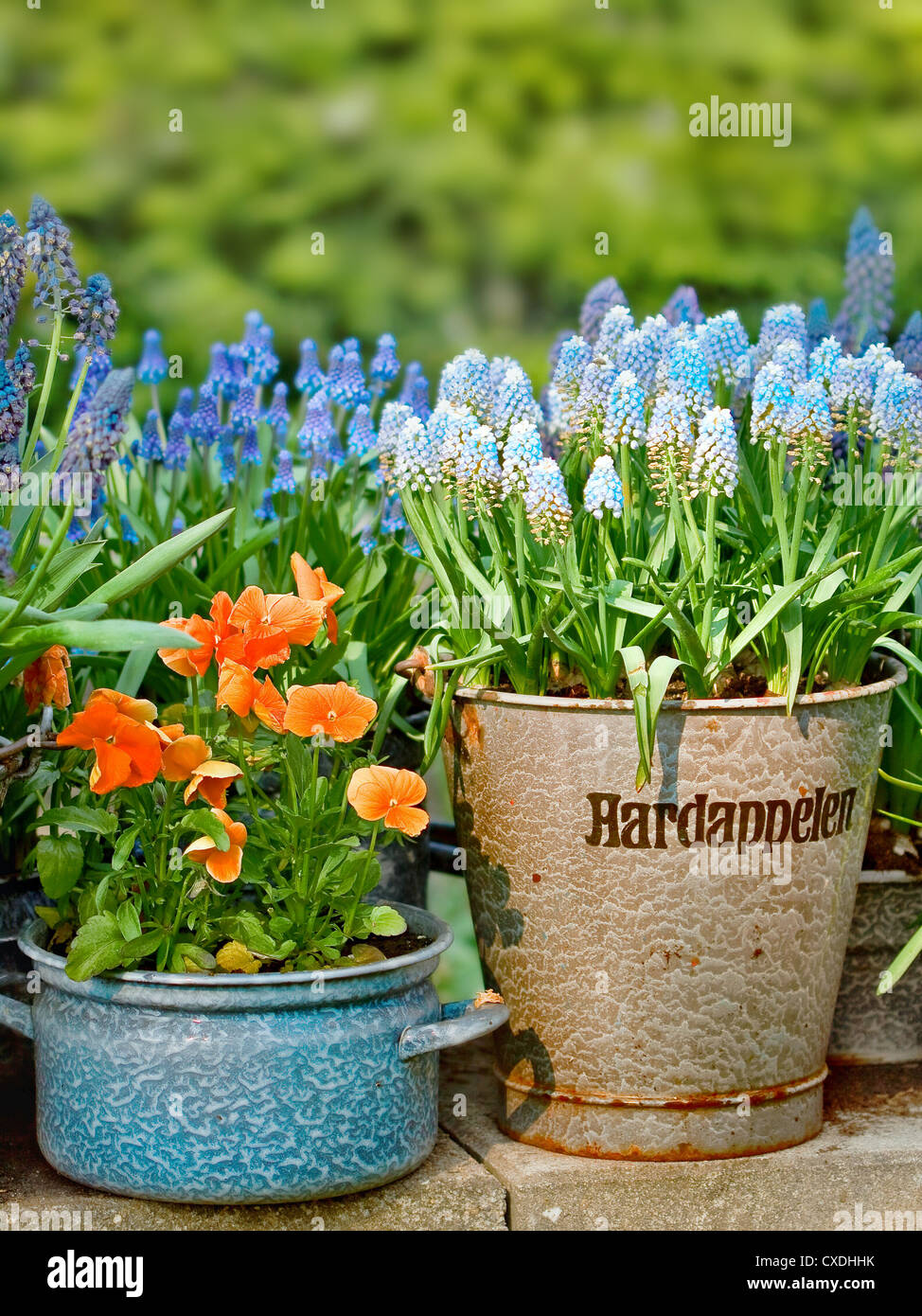 De belles fleurs en pots sur feuille Banque D'Images