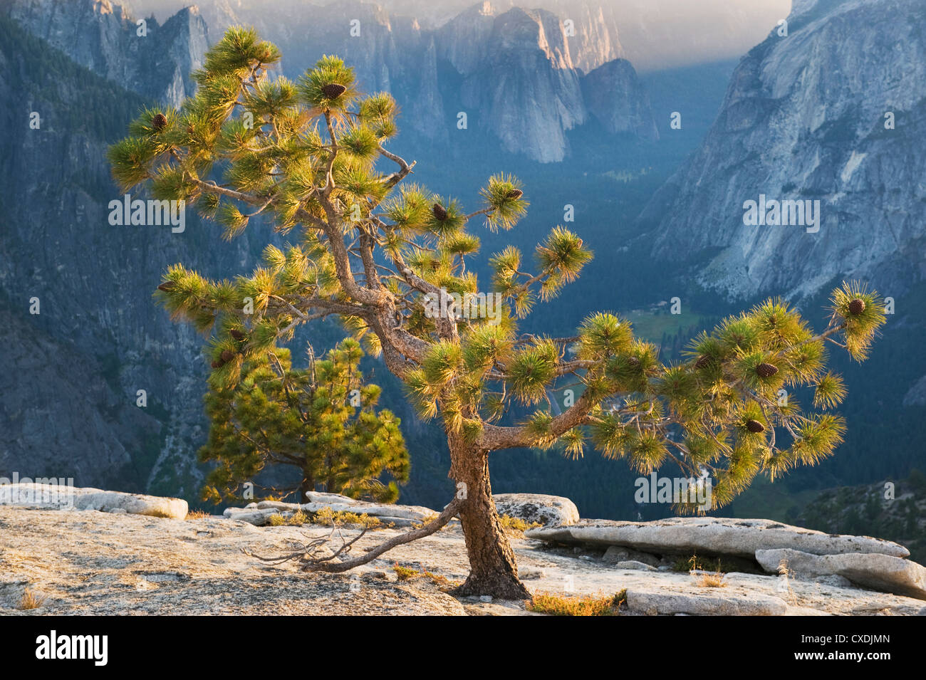 Jeffrey pin (Pinus jeffreyi) sur l'Amérique du Dôme, à la recherche vers le bas dans la vallée Yosemite, Yosemite National Park, Californie Banque D'Images