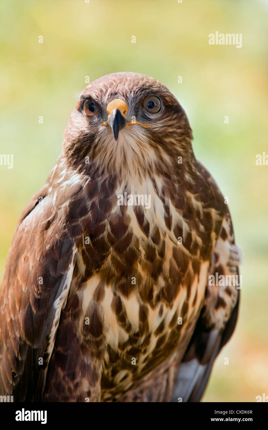 Portrait détaillé autour des palombes Banque D'Images