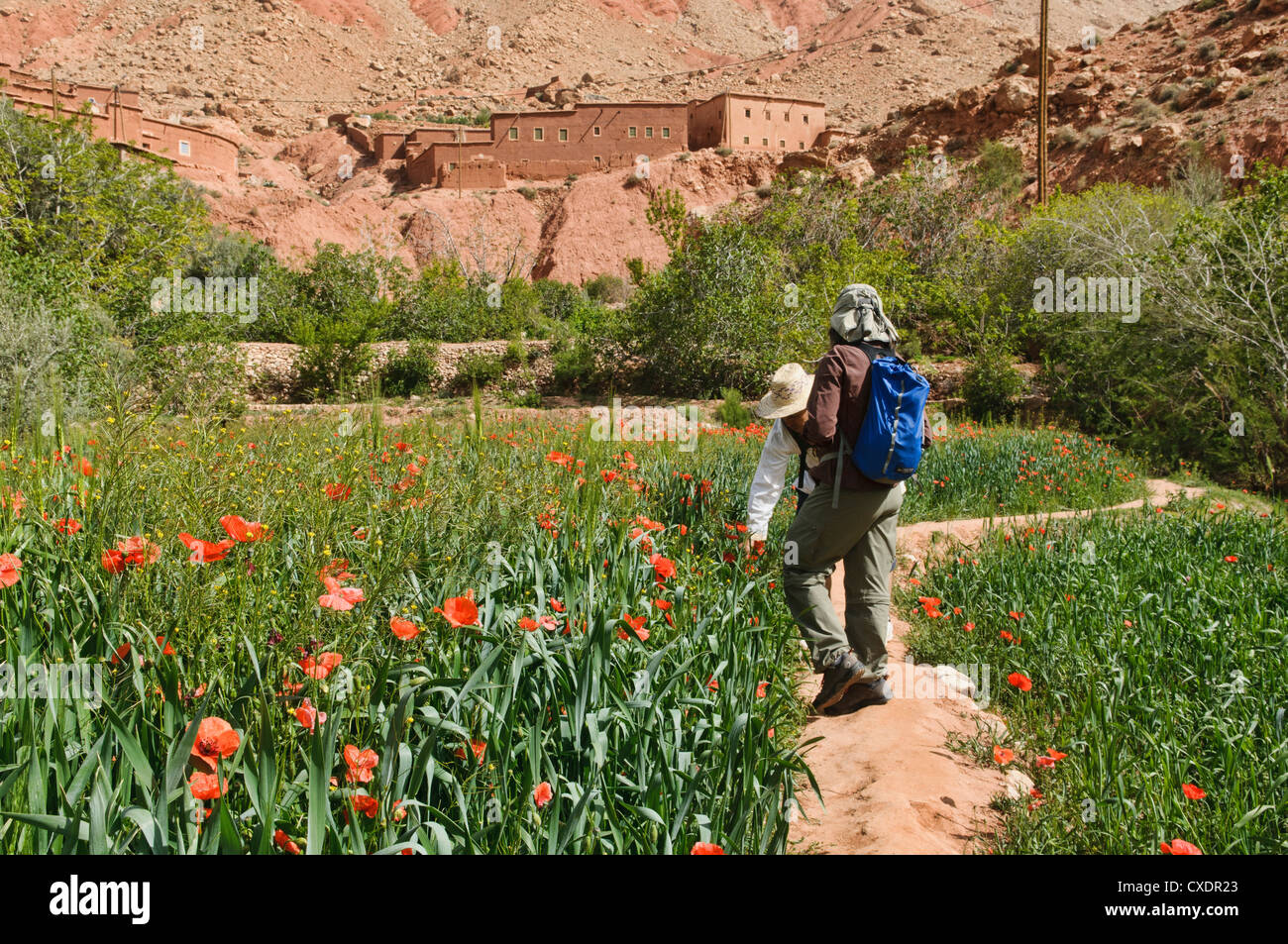 Des champs de pavot dans le sud de l'Atlas, Maroc Banque D'Images