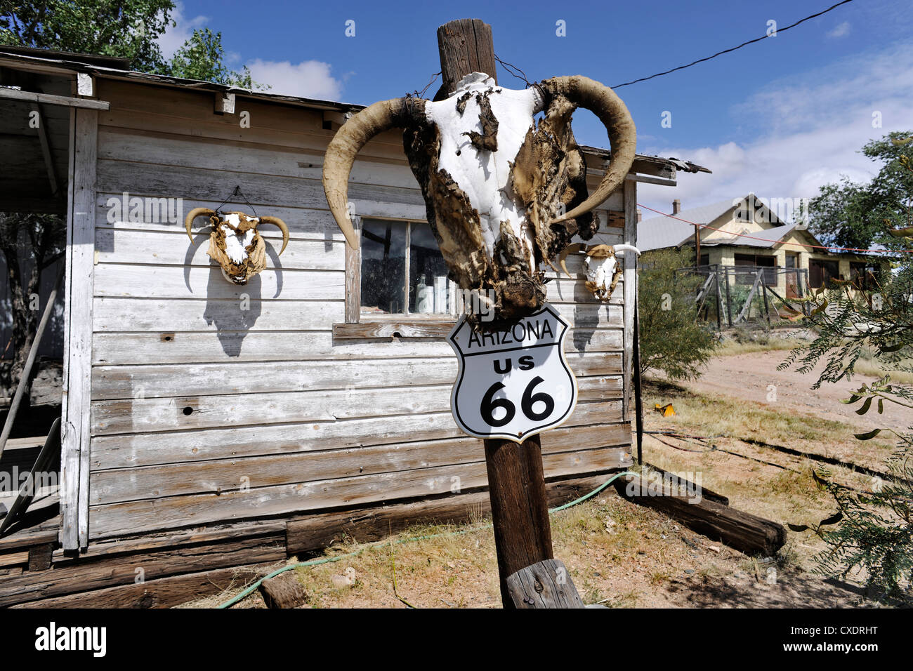 Crâne de vache à Hackberry General Store & Gas Station, Route 66, Kingman, Arizona. Banque D'Images