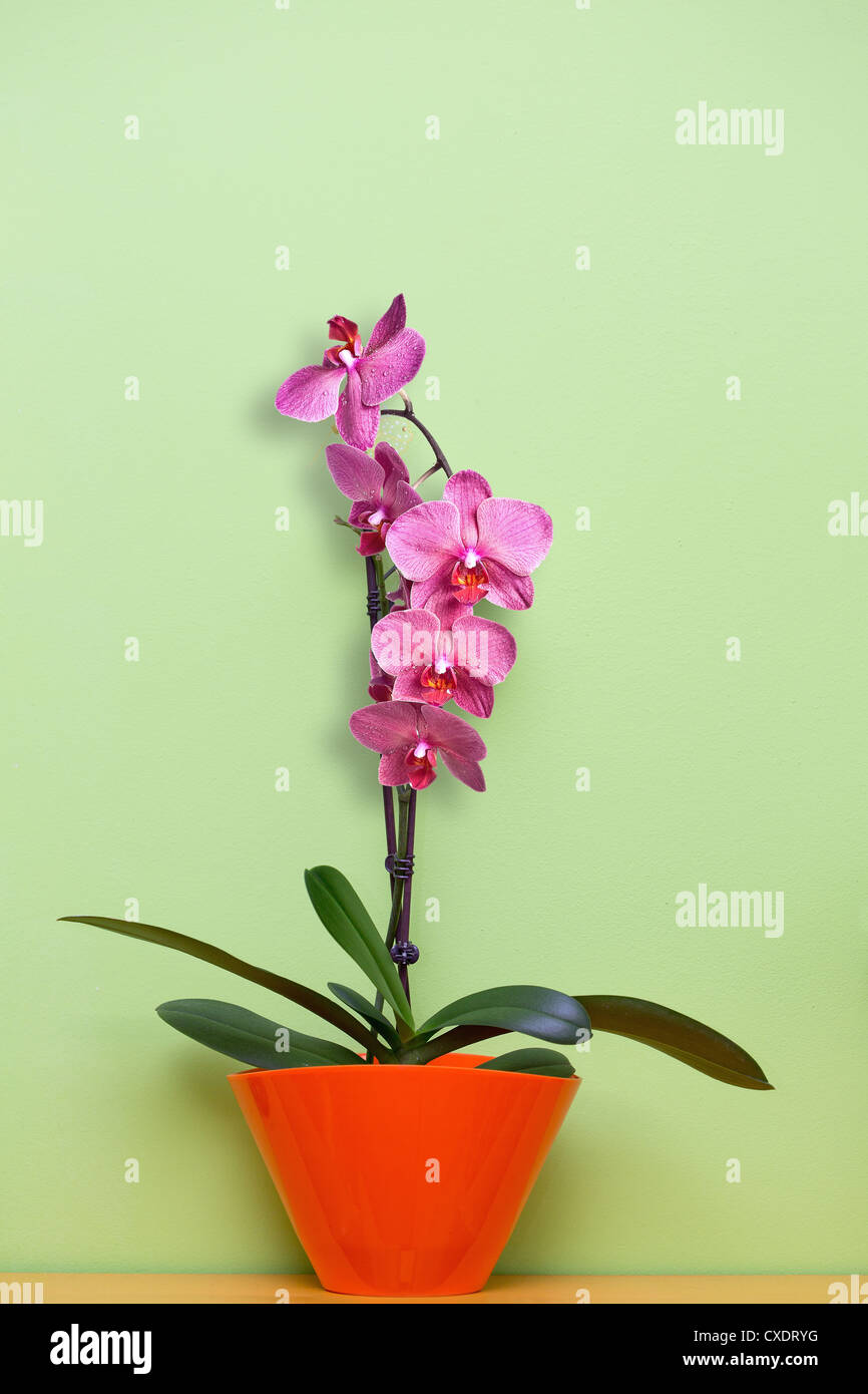 Dans un pot orchidée rose sur fond vert Banque D'Images