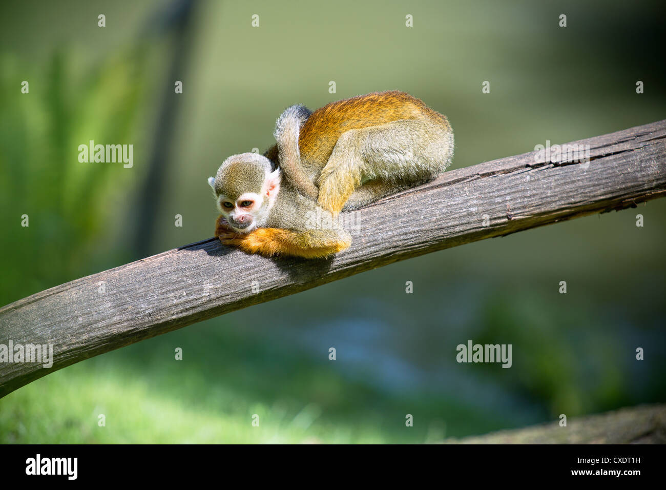 Un petit singe assis sur une branche d'arbre Banque D'Images