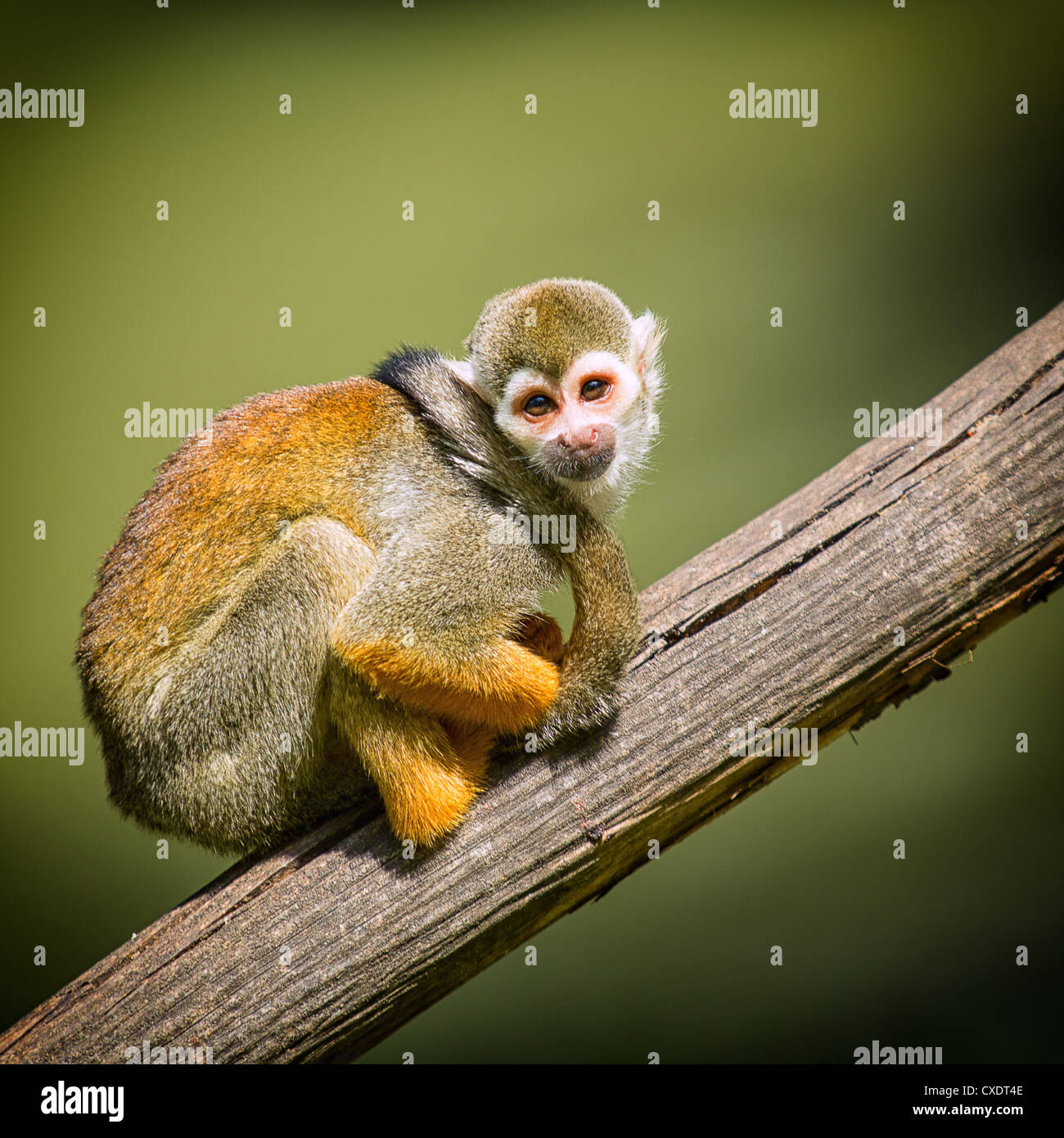 Un petit singe assis sur une branche d'arbre Banque D'Images