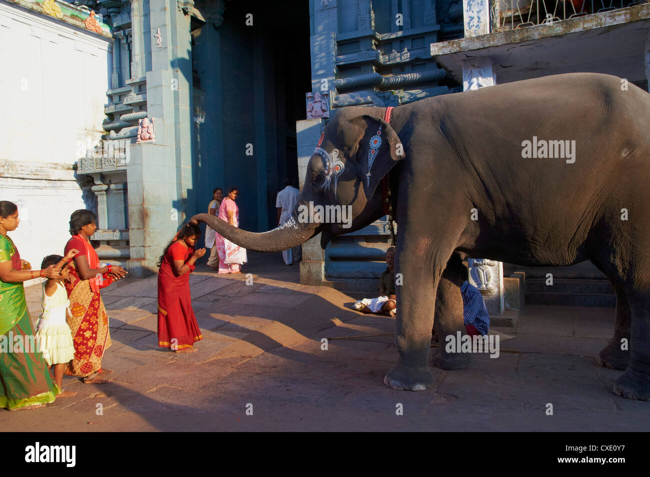 Bénédiction de l'éléphant, Kamakshi Amman, Kanchipuram, Tamil Nadu, Inde, Asie Banque D'Images