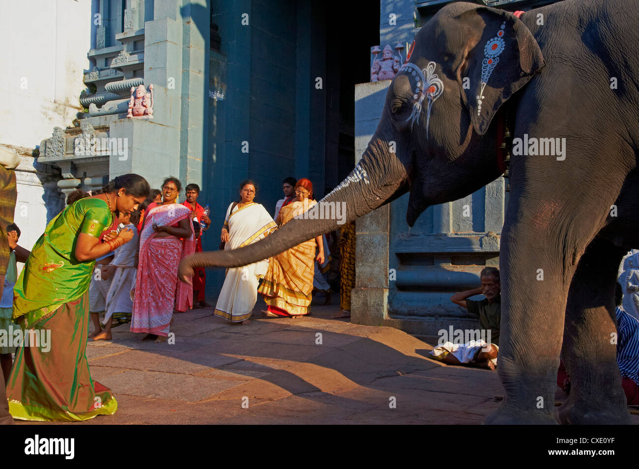 Bénédiction de l'éléphant, Kamakshi Amman, Kanchipuram, Tamil Nadu, Inde, Asie Banque D'Images