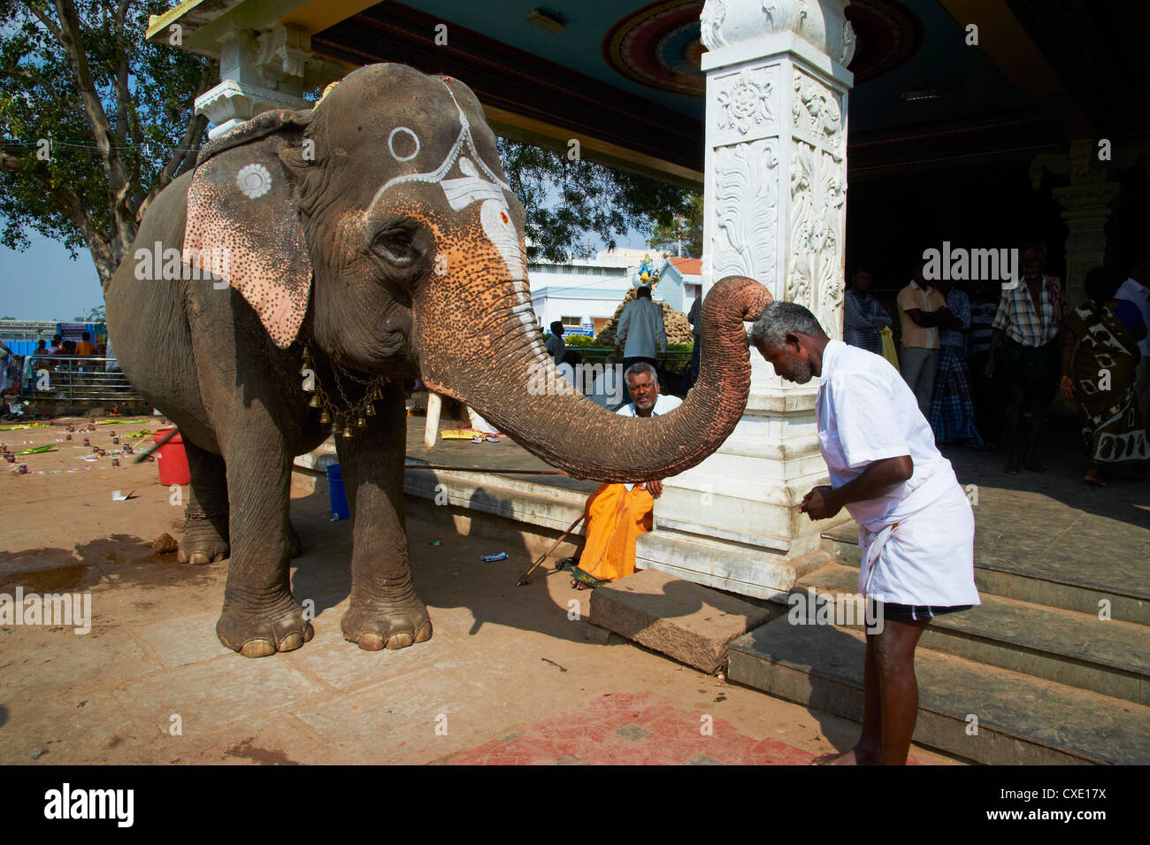 Bénédiction de l'éléphant, le Sri Jambukeshwara temple, Tiruchirappalli (Trichy), Tamil Nadu, Inde, Asie Banque D'Images