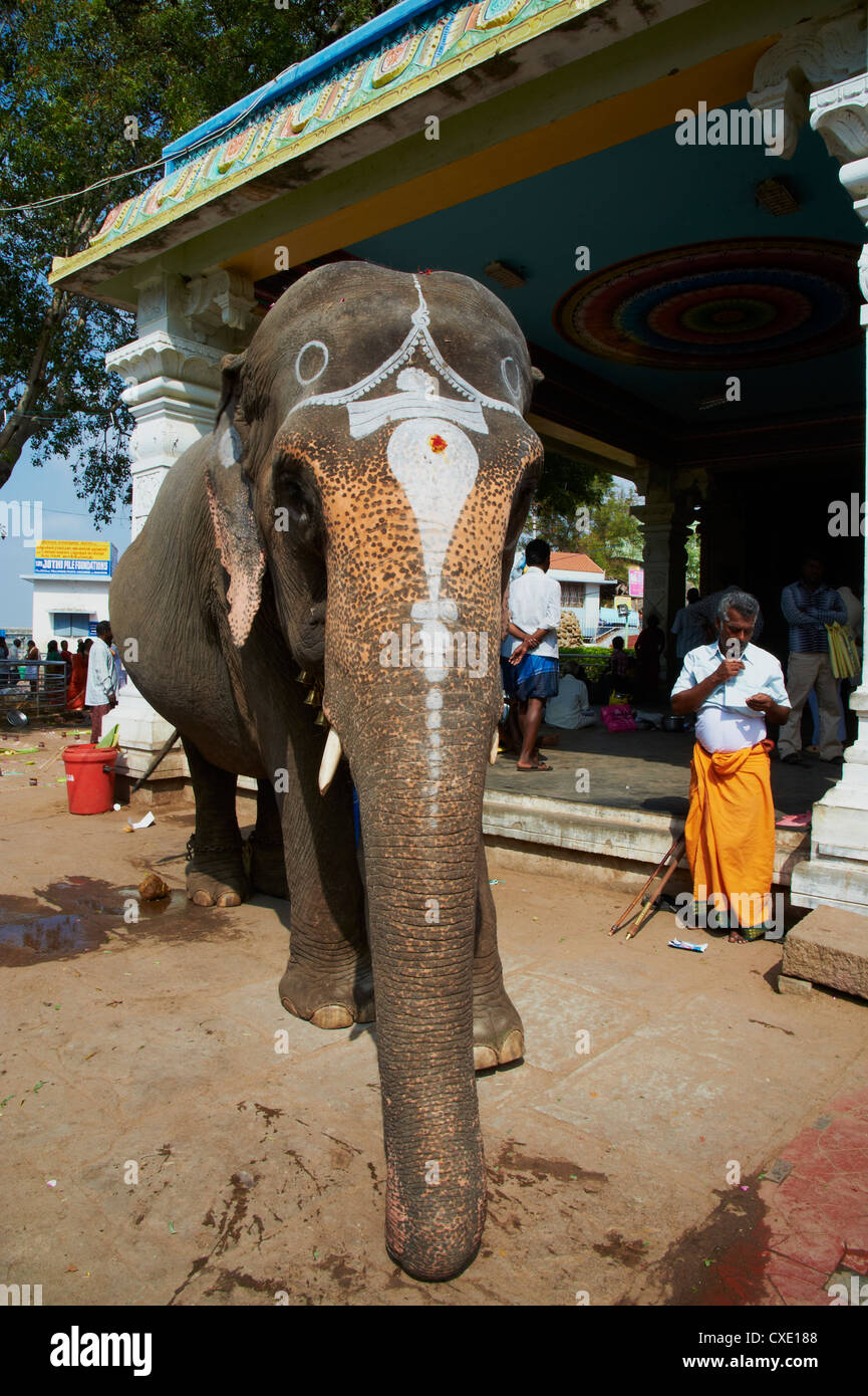 Bénédiction de l'éléphant, le Sri Jambukeshwara temple, Tiruchirappalli (Trichy), Tamil Nadu, Inde, Asie Banque D'Images