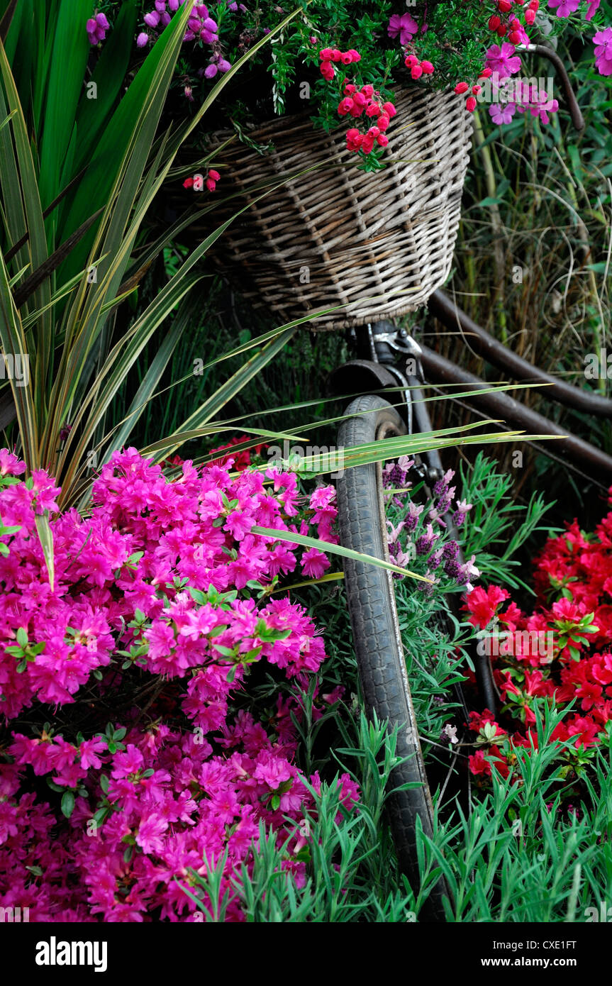 Vieux vélo location red pink azalea fleurs fleurs jardin jardinage design fonction panier de fleurs Banque D'Images