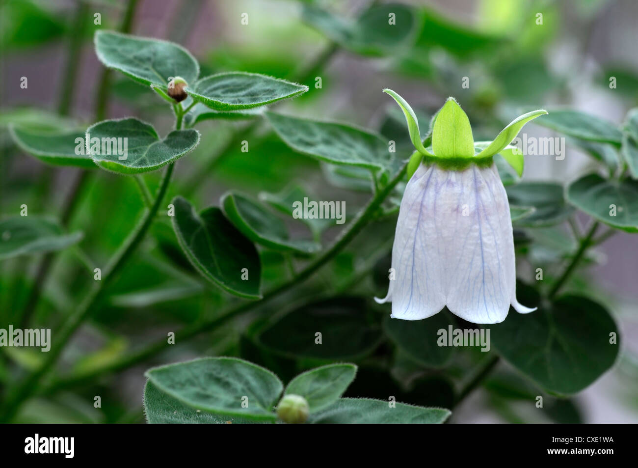 Dicentrifolia Codonopsis bonnet bellflower asiatique en forme de cloche blanche fleur fleurs médecine traditionnelle chinoise Banque D'Images