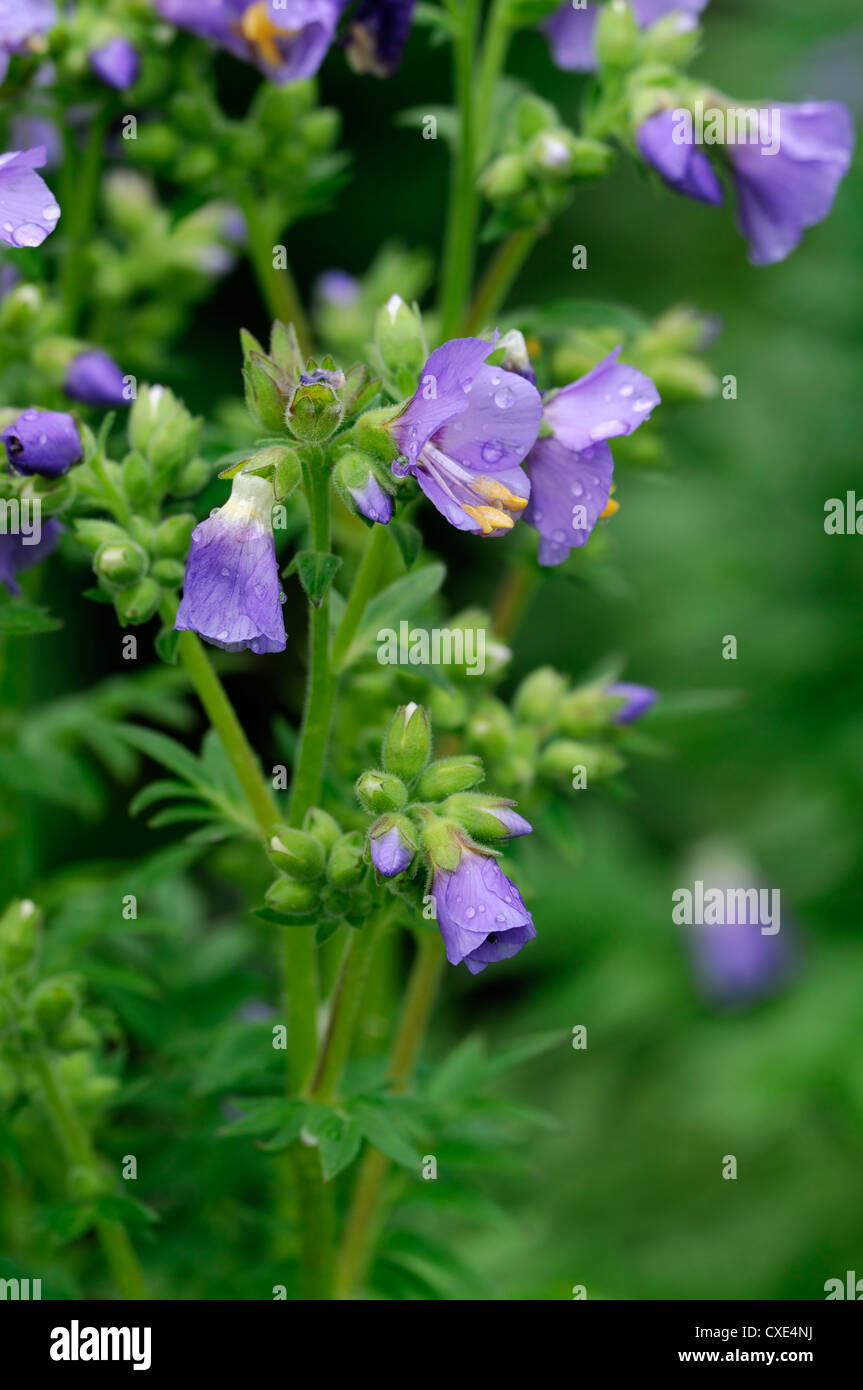 Le Polemonium boreale habitude céleste du nord boréal Jacobs ladder floraison bleu-violet fleur fleurs plantes arctiques alpines Banque D'Images