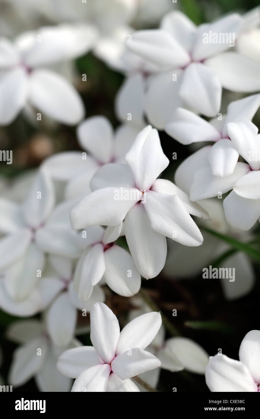 Rhodohypoxis helen vivace blanche fleur alpine fleur closeup macro close up detail Banque D'Images