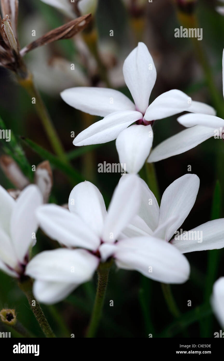 Rhodohypoxis blanc perle Fleur alpine vivace fleur closeup macro close up detail Banque D'Images