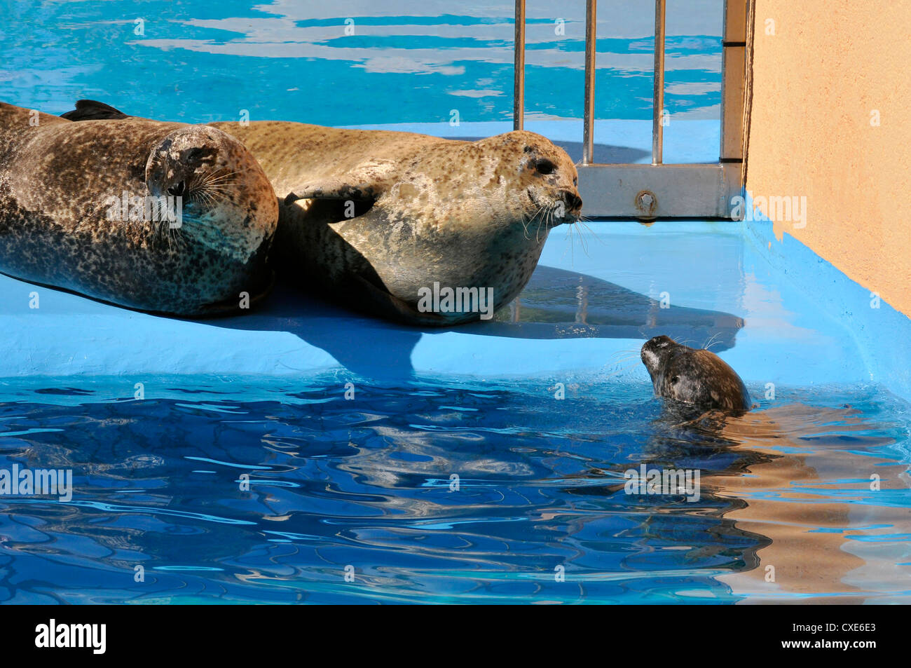 Deux des phoques communs (Phoca vitulina) près de l'eau et d'un jeune dans l'eau Banque D'Images