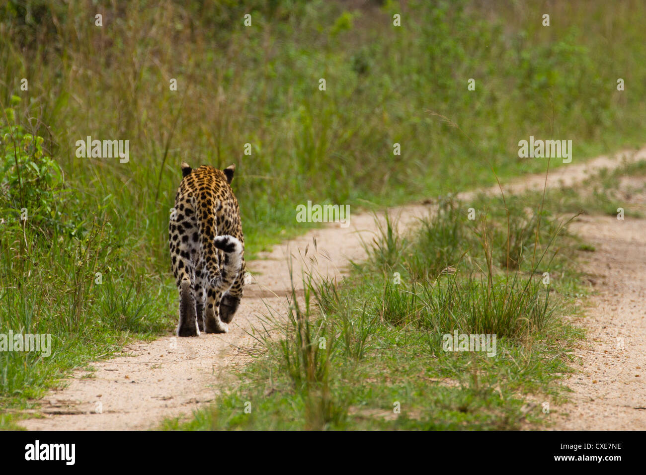 Vue arrière de la marche femme Leopard (Panthera pardus), le Parc national Queen Elizabeth, en Ouganda Banque D'Images