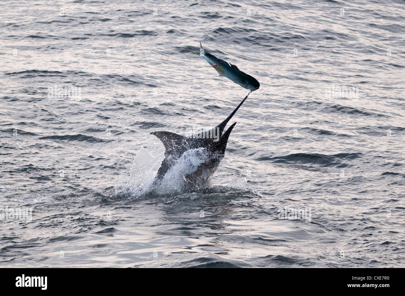 Marlin bleu (Makaira nigricans) la chasse Dorado (Coryphaena hippurus), Congo, Afrique Banque D'Images