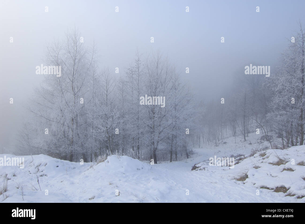 Misty neige scène à Hamois Glen près de Glasgow, Écosse Banque D'Images