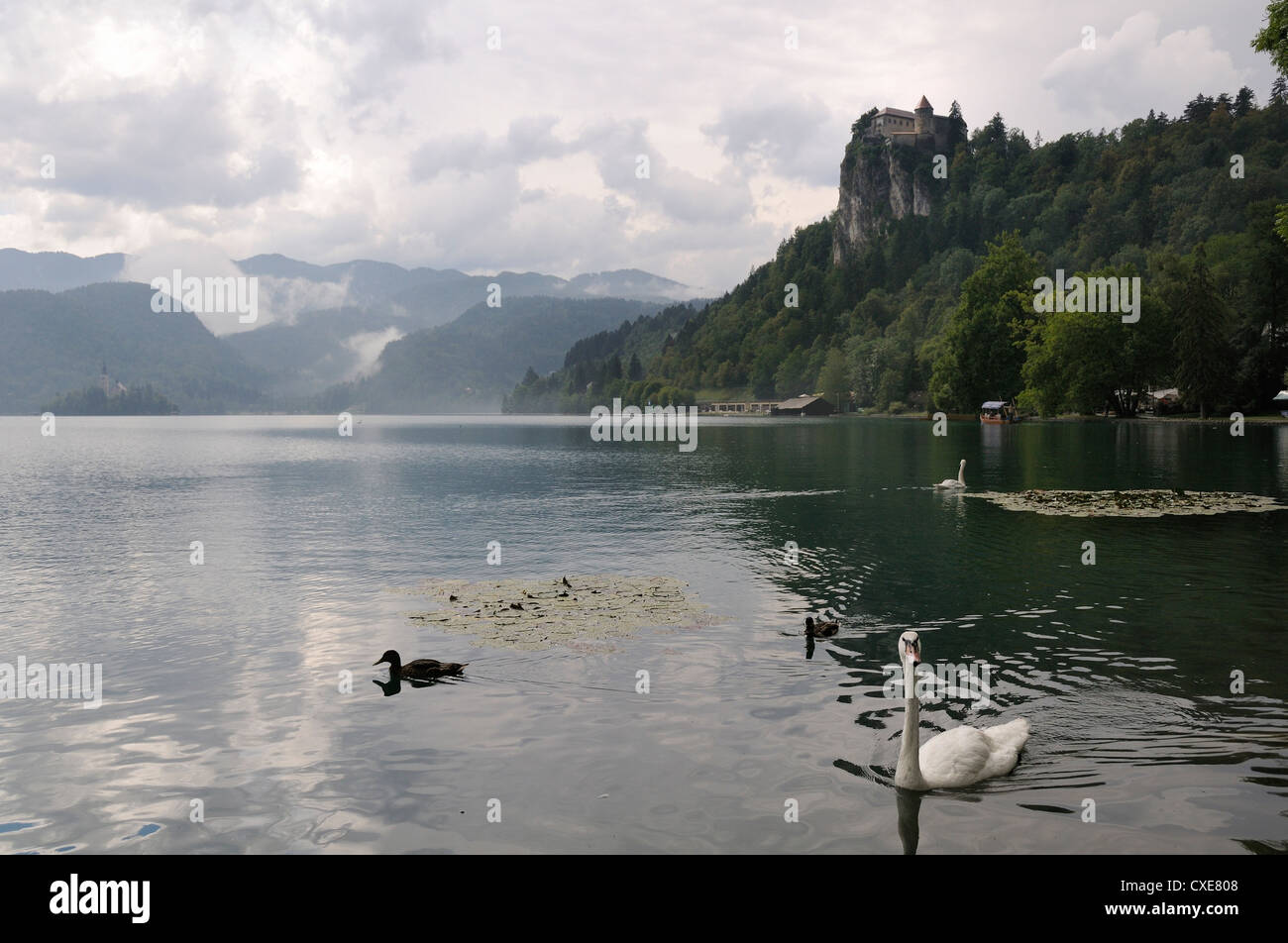 Le Cygne tuberculé (Cygnus olor) et le Canard colvert (Anas platyrhynchos), le lac de Bled, Slovénie, slovène, Europe, European Banque D'Images