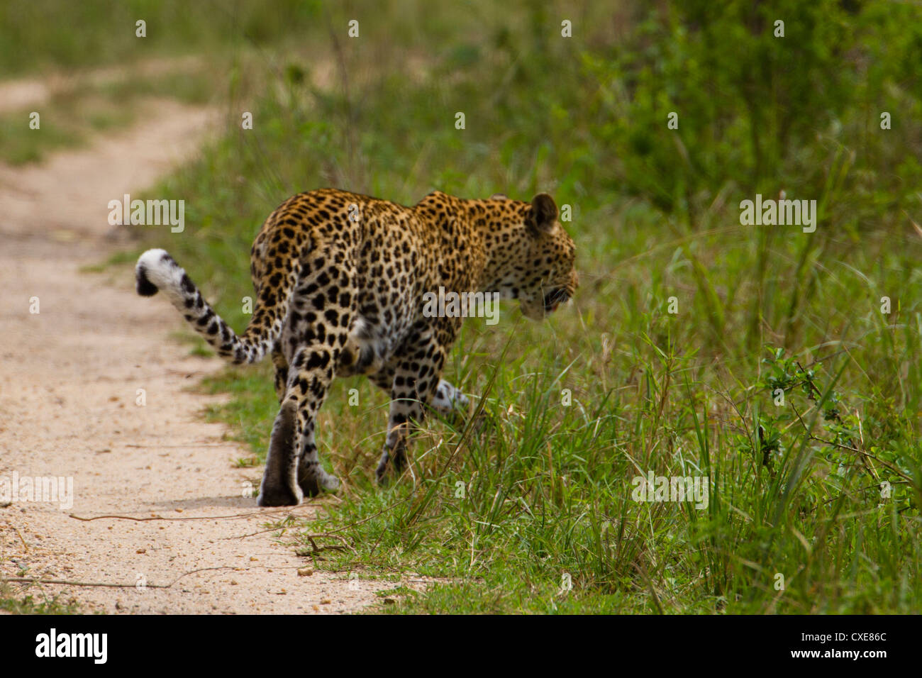 Vue arrière de la marche femme Leopard (Panthera pardus), le Parc national Queen Elizabeth, en Ouganda Banque D'Images