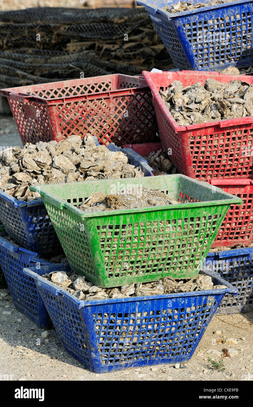 Des paniers en plastique avec les huîtres de ferme ostréicole de la Baudissière, Fouras, Ile d'Oléron, Charente-Maritime, France Banque D'Images