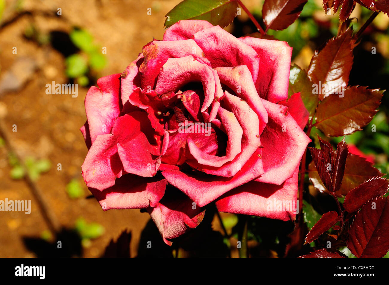 Fleur rose Banque D'Images
