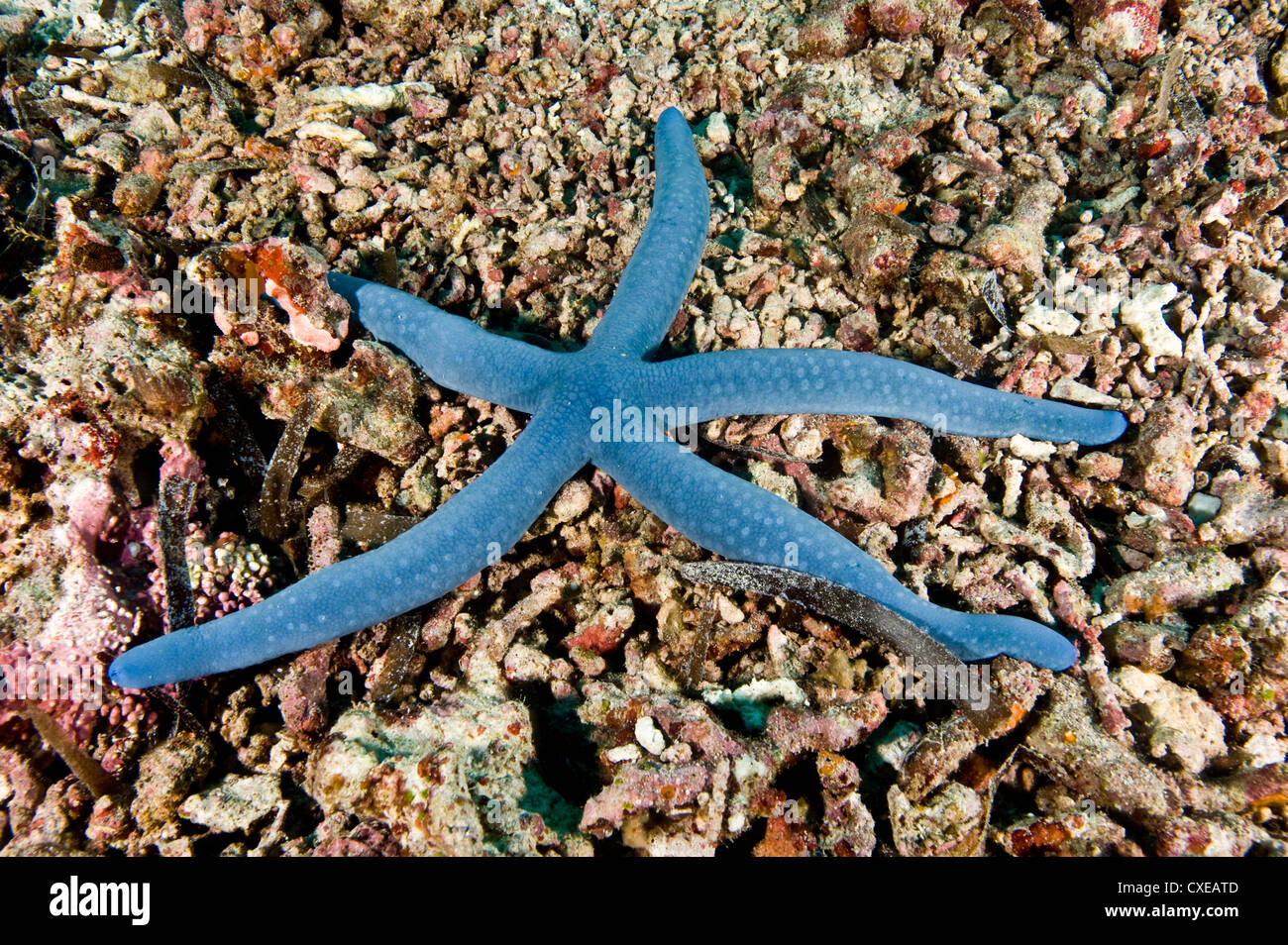 L'étoile bleue (Linckia laevigata), Philippines, Asie du Sud, Asie Banque D'Images