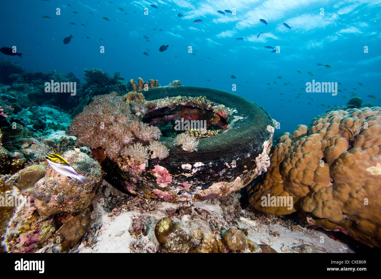 Pneus incrustés de corail à Nalusuan Marine Sanctuary, Cebu, Philippines, Asie du Sud, Asie Banque D'Images