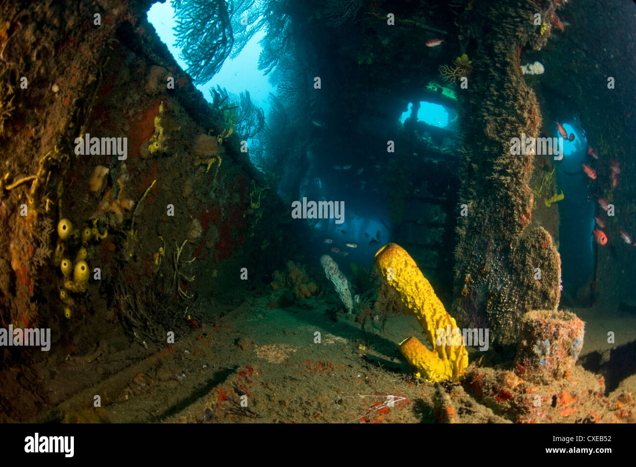 La croissance du corail à l'intérieur de l'épave du Lesleen M, cargo coulé comme récif artificiel en 1985 dans la baie de Anse Cochon, Sainte-Lucie Banque D'Images