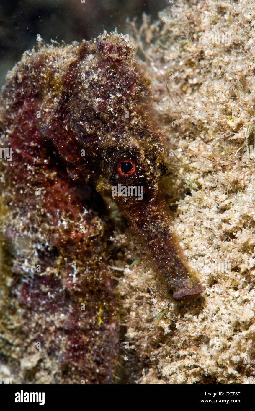 Longsnout seahorse (Hippocampus reidi), rare de Caraïbes, pousse jusqu'à 2,5 à 4 pouces, Sainte-Lucie, West Indies Banque D'Images