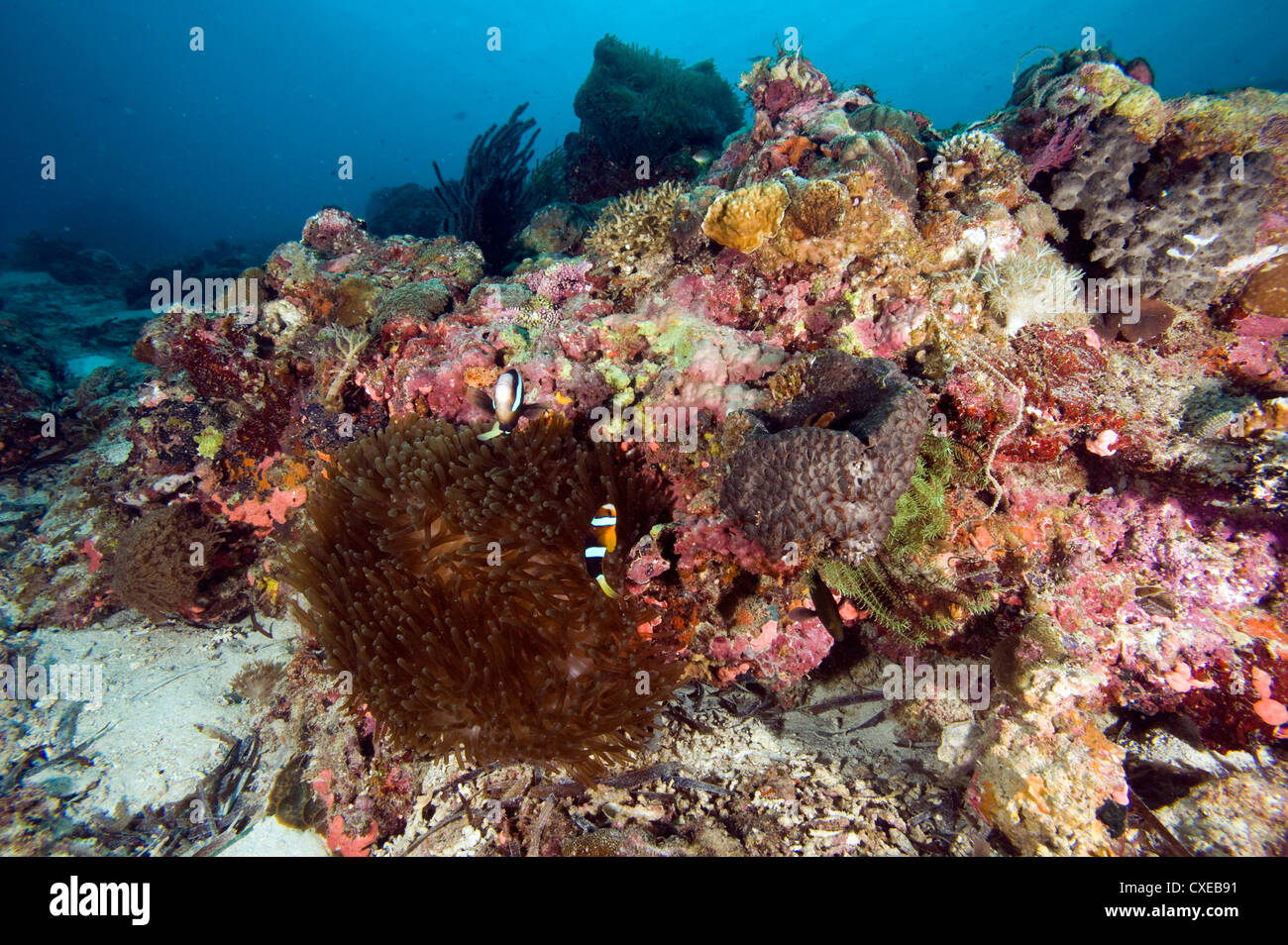 Reef scène à Nalusuan Marine Sanctuary, Cebu, Philippines, Asie du Sud, Asie Banque D'Images