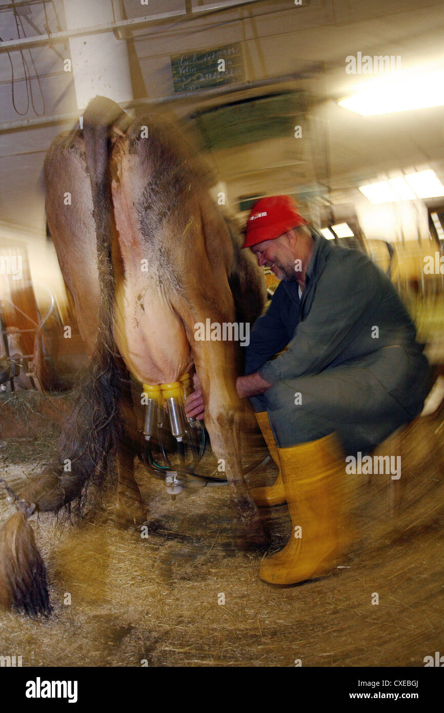 Le Tyrol, une vache est trait dans la grange avec une machine à traire Banque D'Images