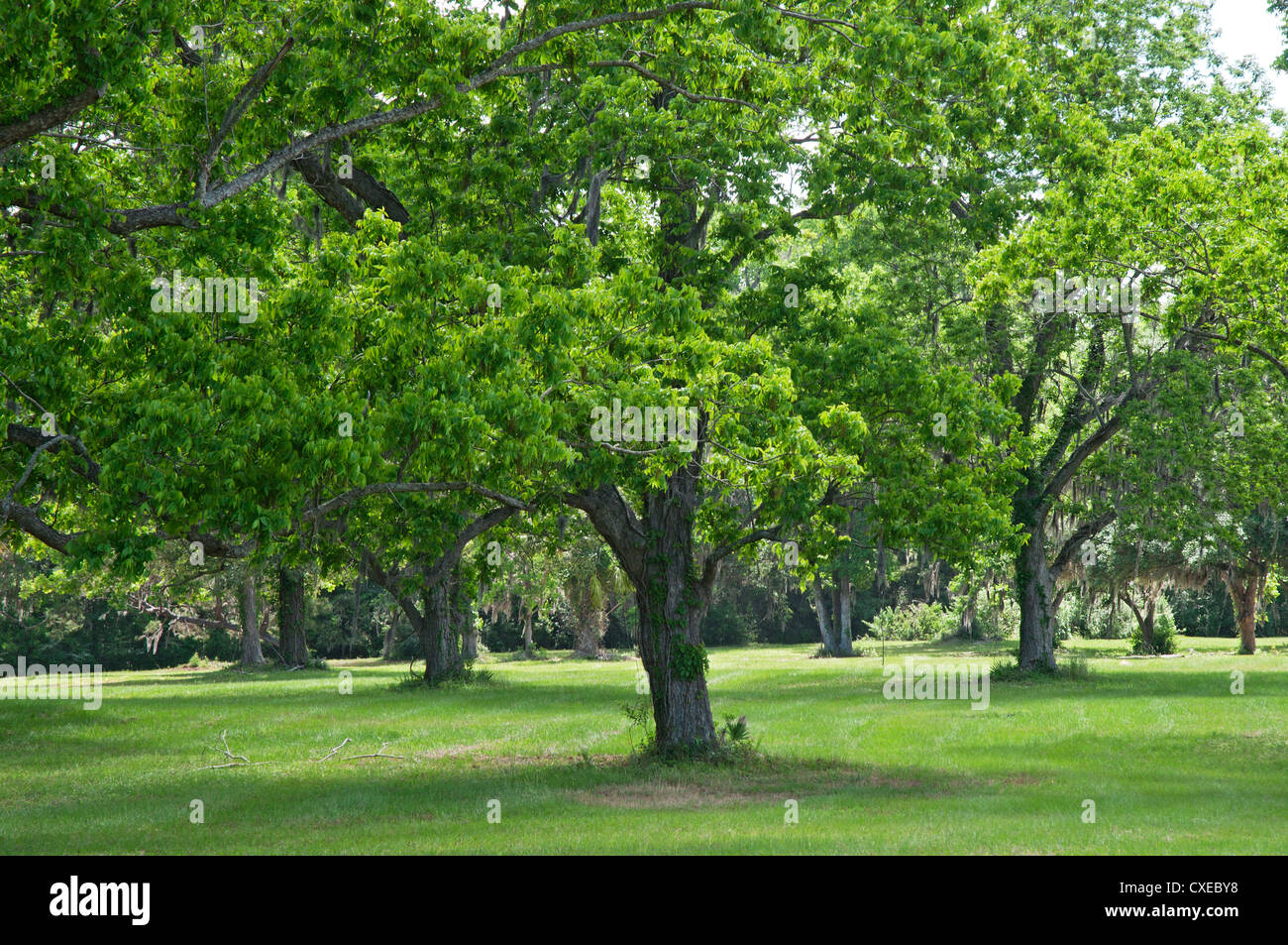 Pecan grove à Boone Hall Plantation près de Charleston, Caroline du Sud. Banque D'Images Pecan grove à Boone Hall Plantation près de Charleston, Caroline du Sud. Banque D'Images