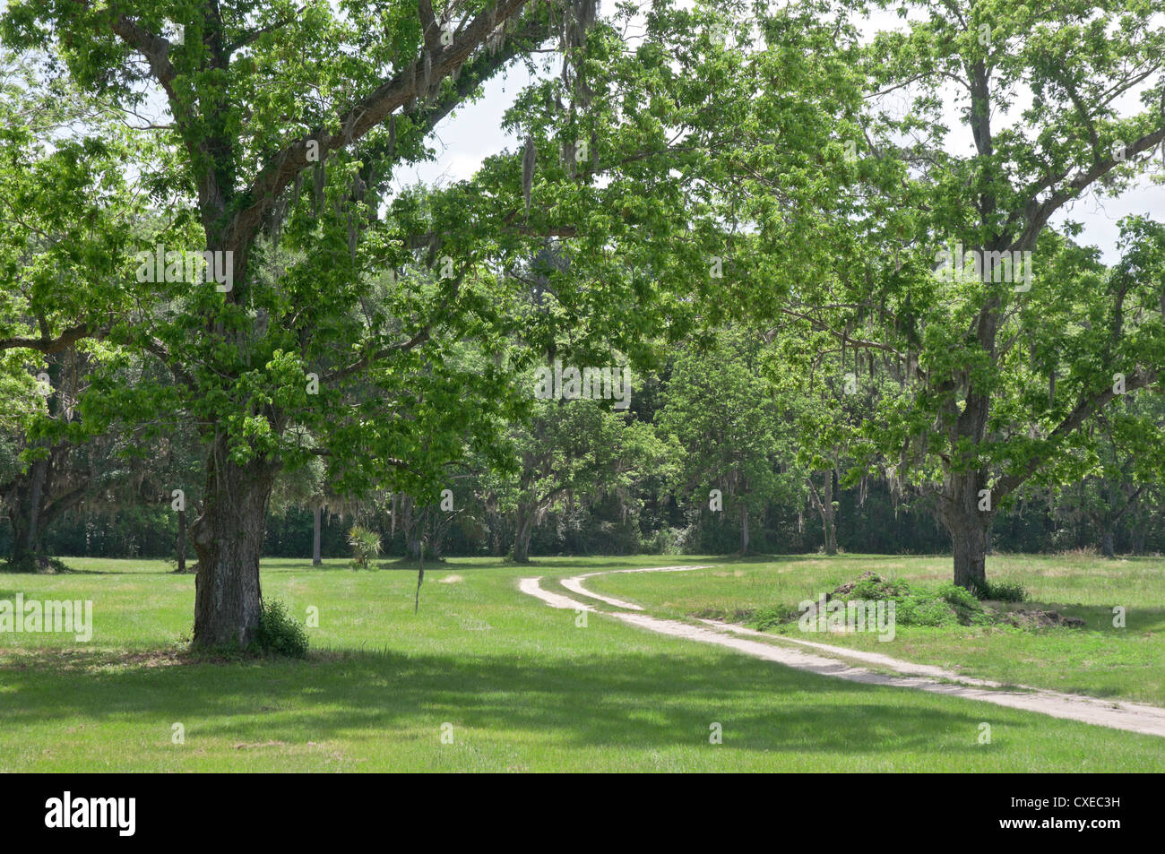 Pecan grove à Boone Hall Plantation près de Charleston, Caroline du Sud. Banque D'Images Pecan grove à Boone Hall Plantation près de Charleston, Caroline du Sud. Banque D'Images