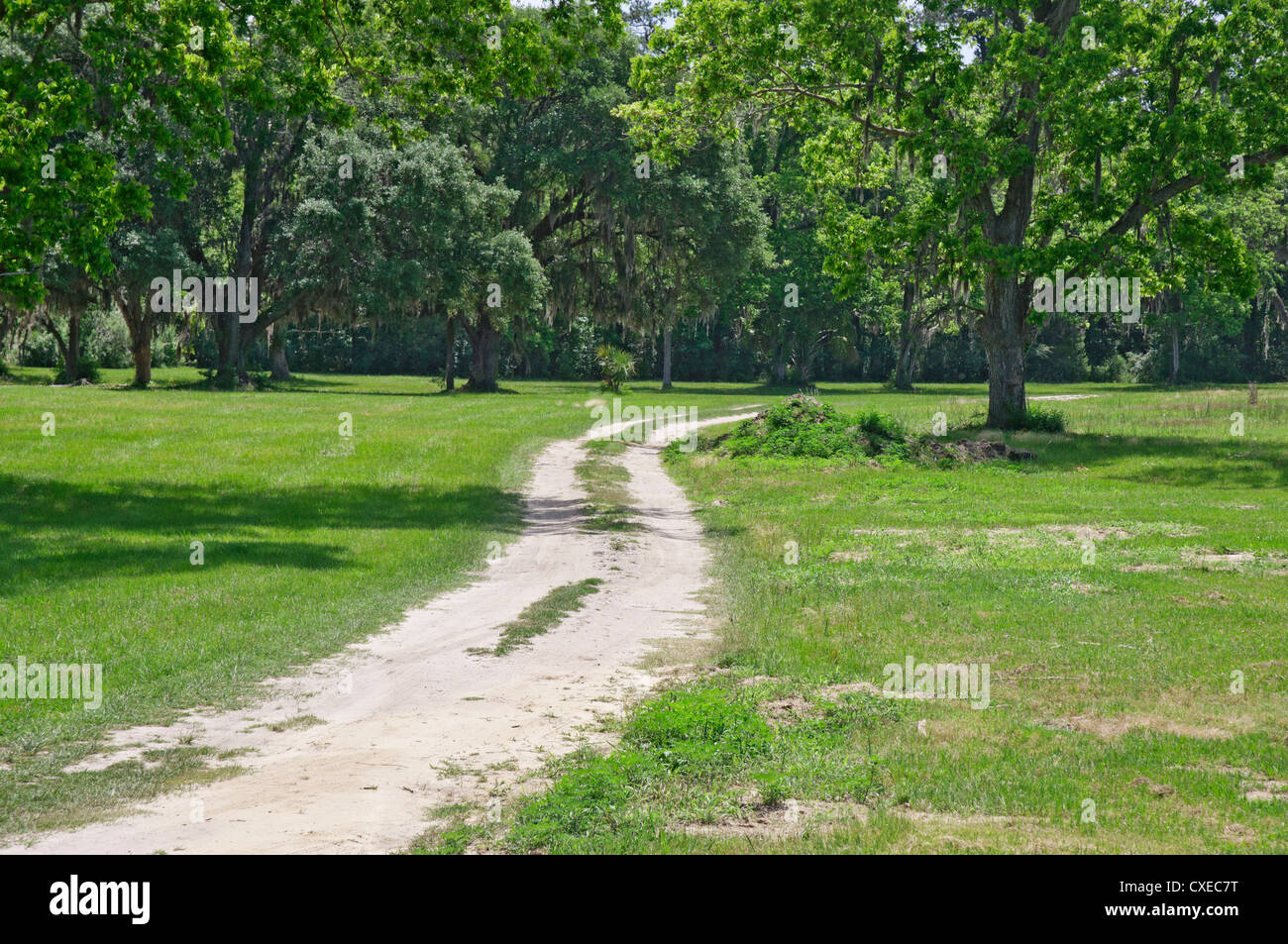 Pecan grove à Boone Hall Plantation près de Charleston, Caroline du Sud. Banque D'Images Pecan grove à Boone Hall Plantation près de Charleston, Caroline du Sud. Banque D'Images