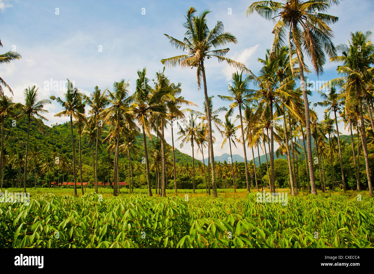 Palmiers tropicaux, Mangsit Beach, Lombok, Indonésie, Asie du Sud, Asie Banque D'Images