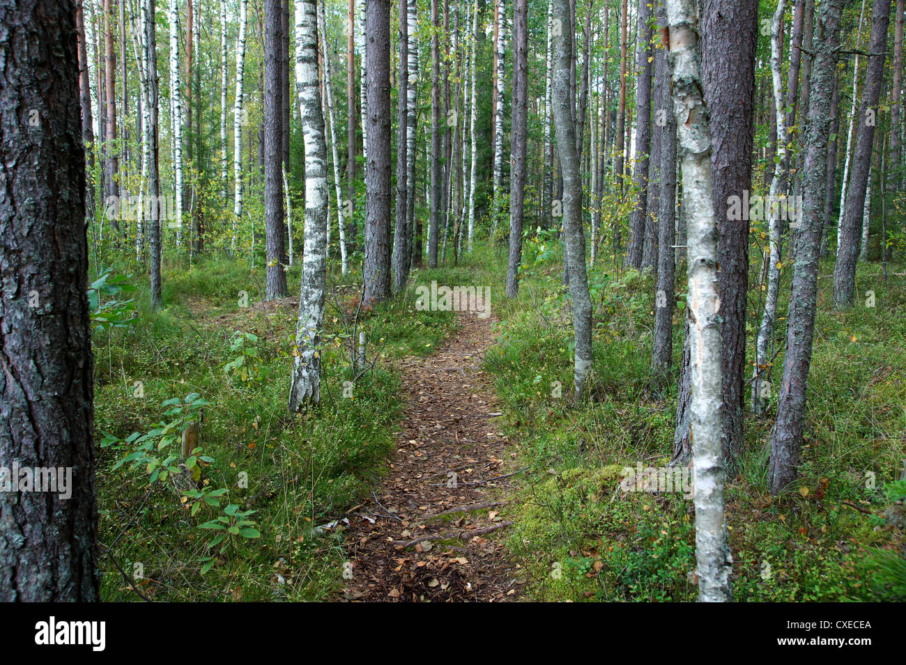 Voie verte dans la forêt entre les arbres Banque D'Images