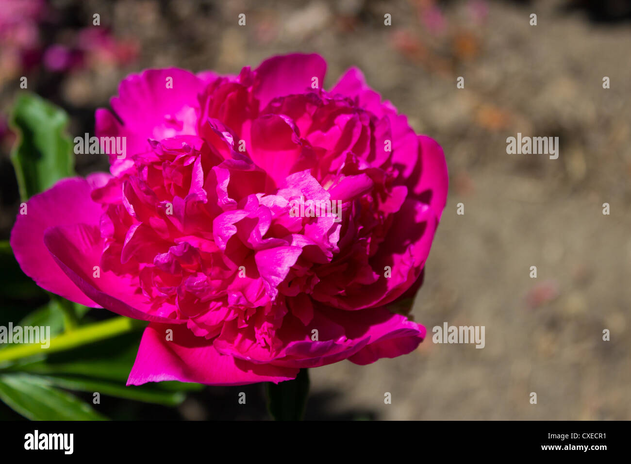 Une pivoine Le Jour fleur dans un jardin. Composition horizontale à l'exemplaire de l'espace. Banque D'Images