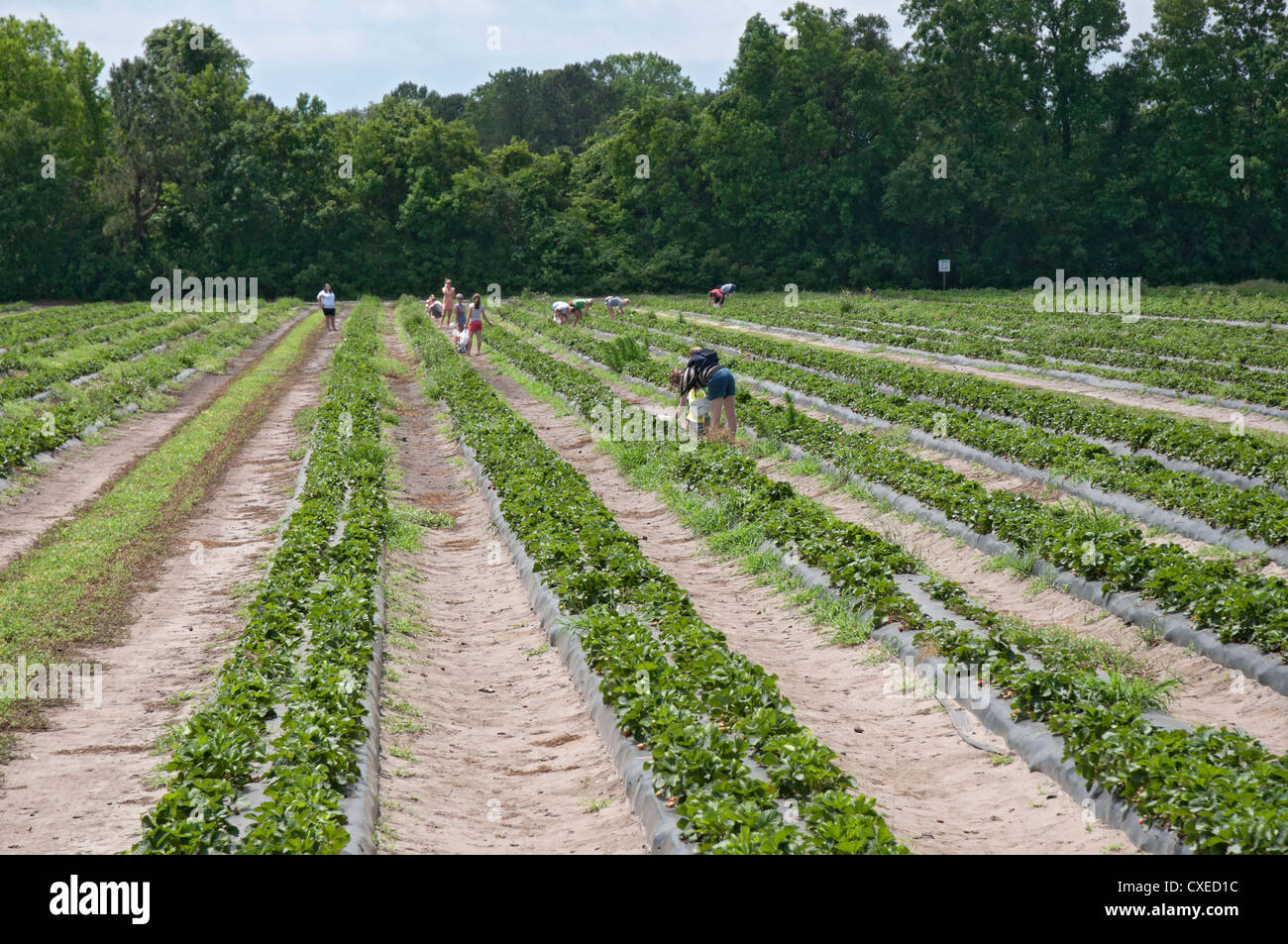 Boone Hall Plantation près de Charleston, Caroline du Sud U-Pick champ de fraises. Banque D'Images