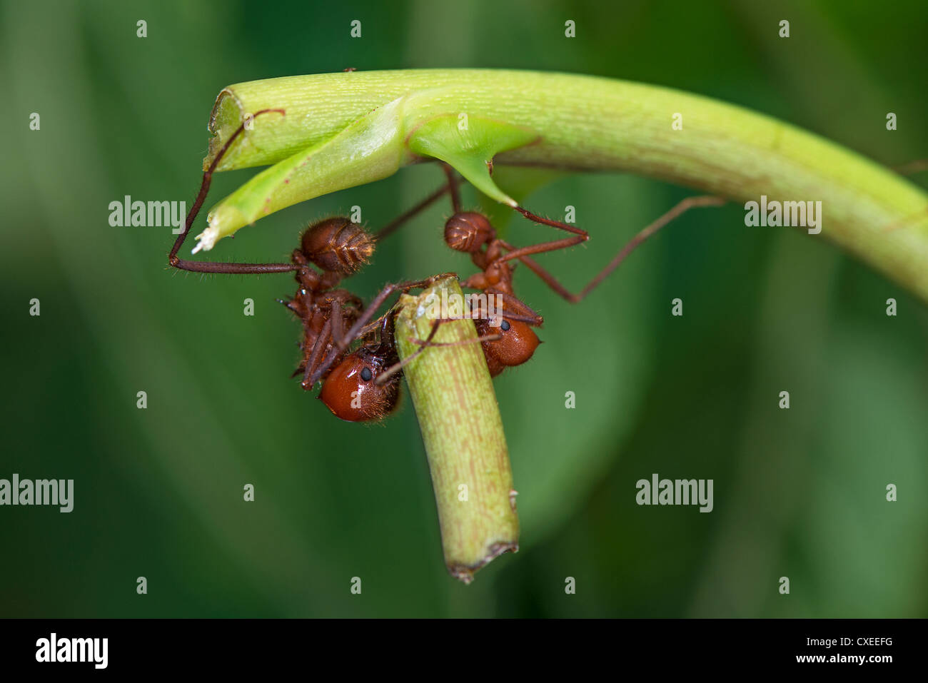 Les fourmis coupeuses de feuilles portant une section de tige de la plante Banque D'Images