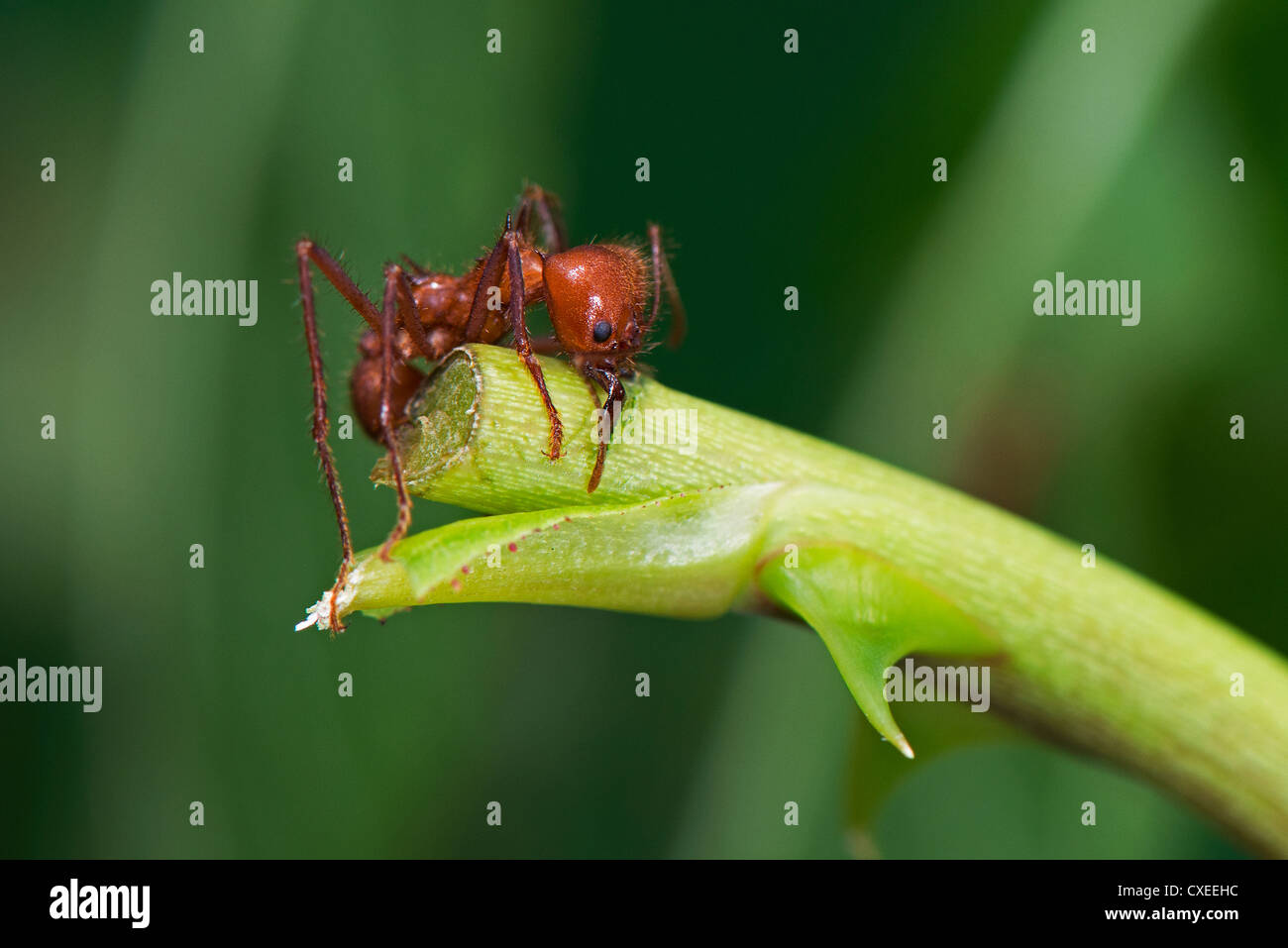 Coupeuses de feuilles une par une morsure de fourmis de la tige des plantes Banque D'Images