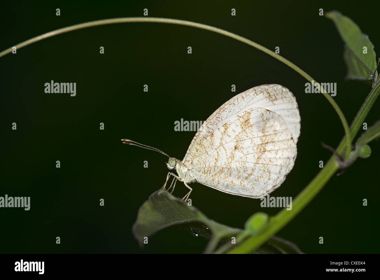 Un adulte au repos papillon blanc bois Banque D'Images