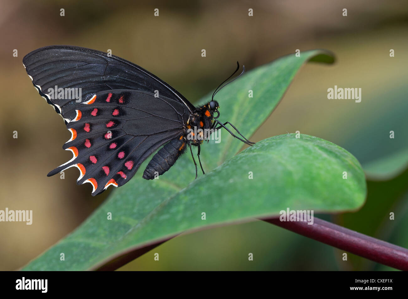 La vue de côté d'un blanc-croissant Swallowtail butterfly Banque D'Images