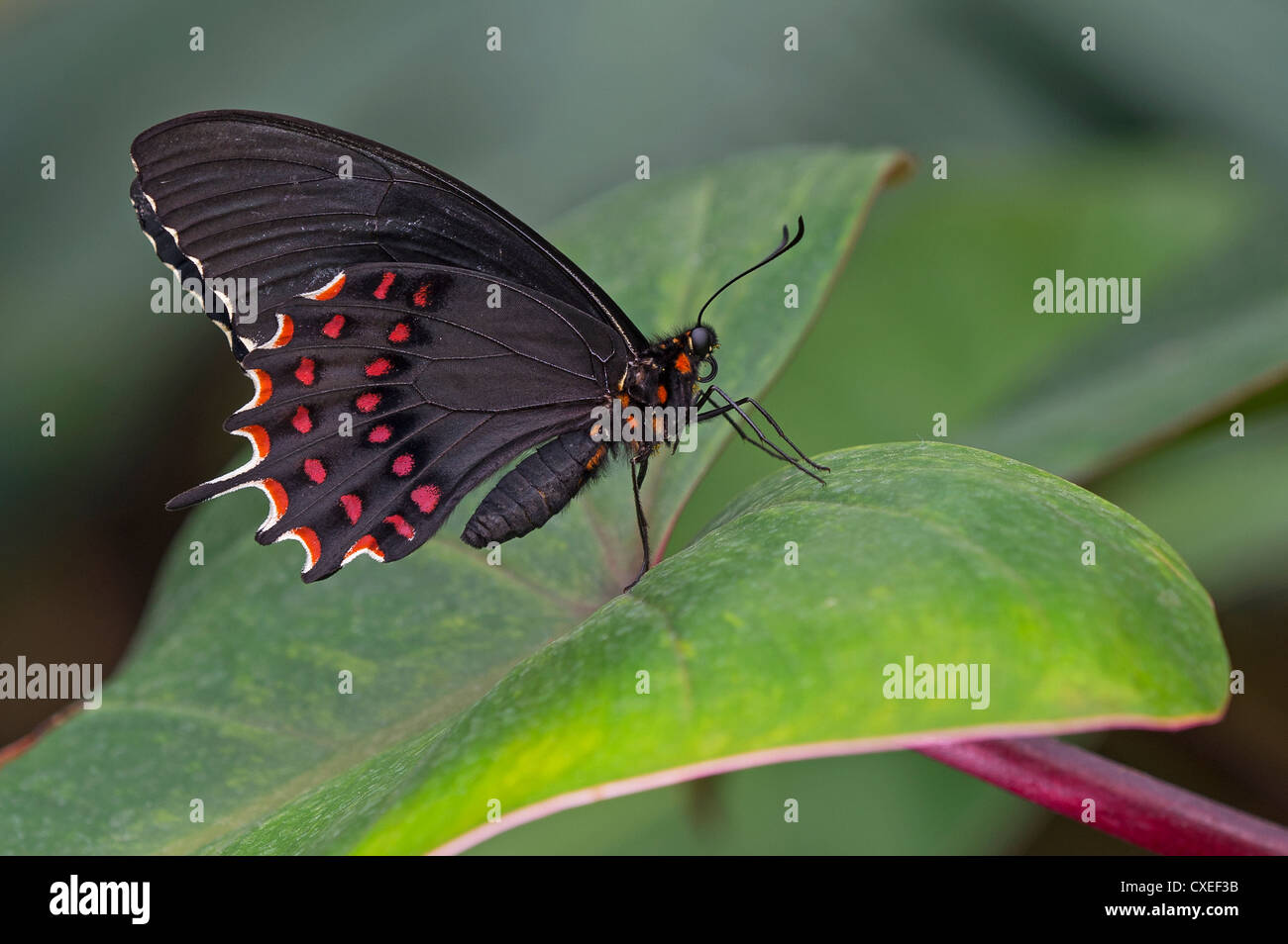 La vue de côté d'un blanc-croissant Swallowtail butterfly Banque D'Images