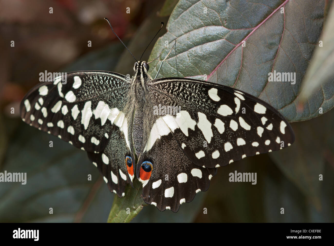 Mariposa del muerte Banque de photographies et d’images à haute