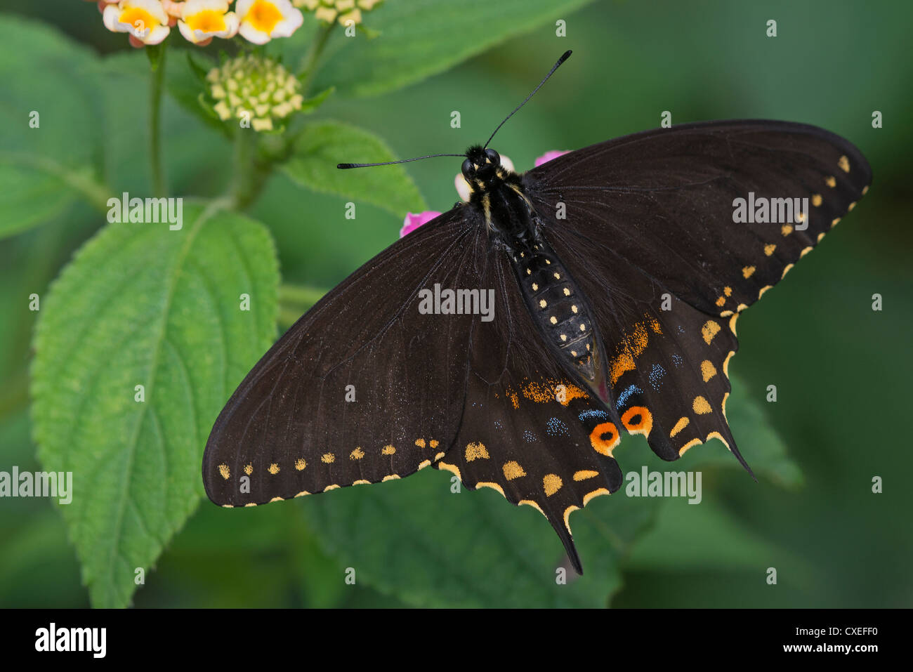 Un formulaire de l'melanistic black swallowtail butterfly Banque D'Images