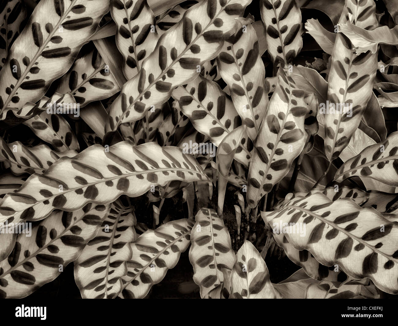 Close up de feuilles d'dalathea. Oregon Banque D'Images